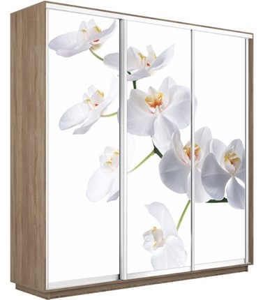 Шкаф 3-х створчатый Экспресс 2100х600х2400, Орхидея белая/дуб сонома в Перми - изображение